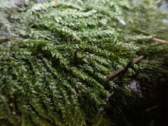 Plagiothecium laetum