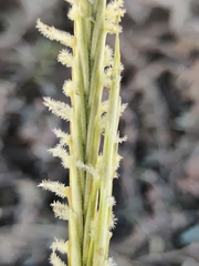 Sporobolus anglicus