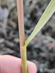 Sporobolus anglicus