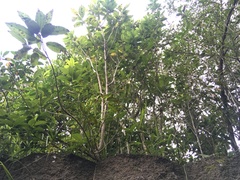 Melicytus ramiflorus