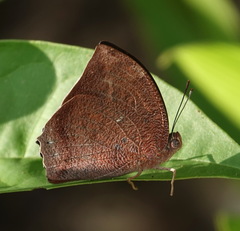 Fountainea ryphea