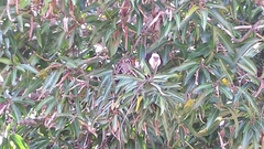 Callithrix geoffroyi