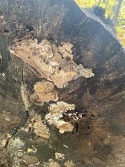 Punctularia strigosozonata
