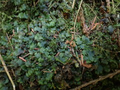 Pellia neesiana