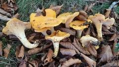 Cantharellus pallens