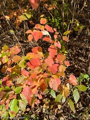 Cornus alternifolia