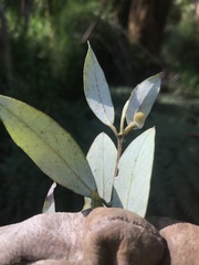 Atherosperma moschatum