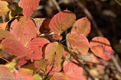 Cornus alternifolia