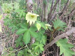 Dalechampia capensis