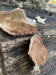 Punctularia strigosozonata