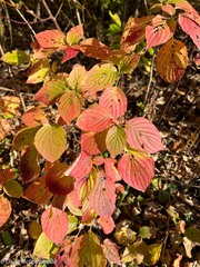 Cornus alternifolia