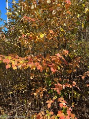 Cornus alternifolia