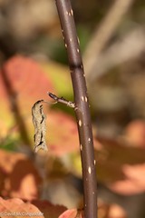 Cornus alternifolia