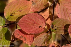 Cornus alternifolia