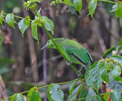 Chloropsis sonnerati