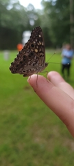 Asterocampa celtis