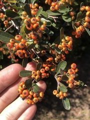 Pyracantha koidzumii