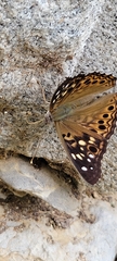 Asterocampa celtis