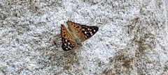Asterocampa celtis
