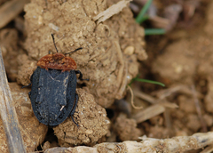 Oiceoptoma thoracicum