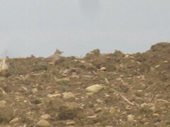 Galerida cristata pallida