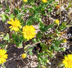 Rayjacksonia phyllocephala