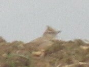 Galerida cristata pallida