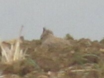 Galerida cristata pallida