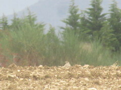 Galerida cristata pallida