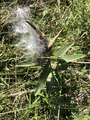 Asclepias viridis