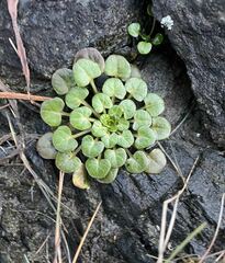 Cochlearia groenlandica