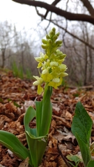 Orchis pallens