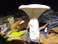 Infundibulicybe geotropa
