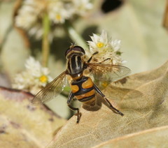 Mesembrius hilaris