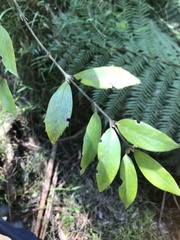 Atherosperma moschatum