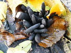 Xylaria polymorpha