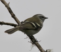 Mecocerculus stictopterus