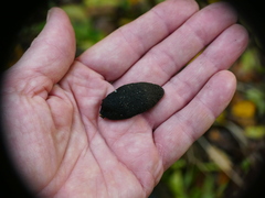 Xylaria polymorpha
