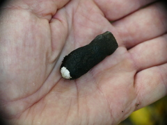Xylaria polymorpha