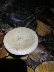 Infundibulicybe geotropa