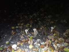 Infundibulicybe geotropa