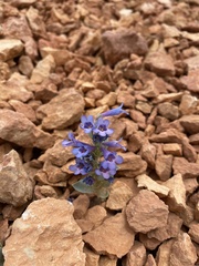 Penstemon bracteatus