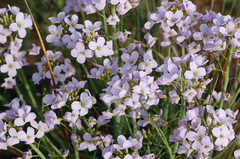 Cardamine pratensis