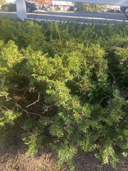 Taxus baccata