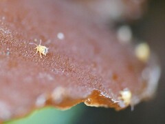 Dicyrtomina ornata