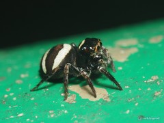 Ptocasius strupifer