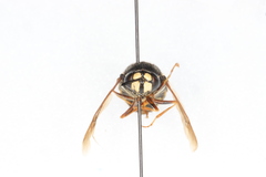 Stratiomys badia
