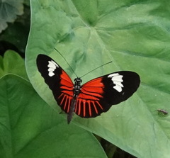 Heliconius melpomene
