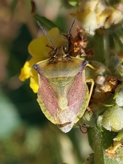 Carpocoris fuscispinus