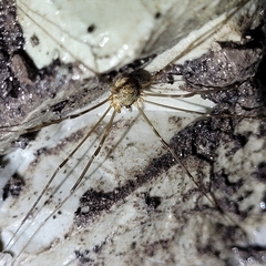 Amilenus aurantiacus